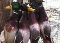 Arkansas Ducking Hunting Guide Service